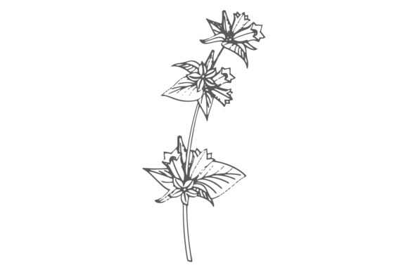 Floral Sketch Graphics for Modern Illustrations